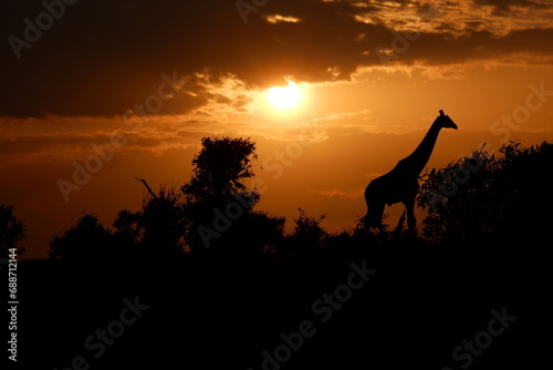Sonnenuntergang mit Giraffe