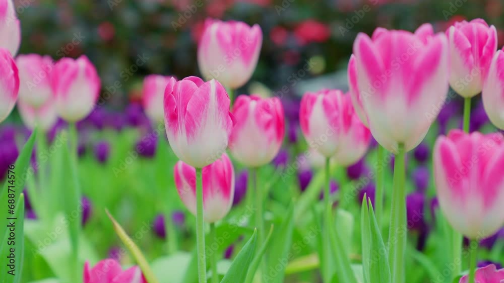 close-up shot view of blooming white and pink tulips in the garden. Spring, cool weather, winter, beautiful flowers. close-up shot view of blooming white and pink tulips in the garden. Spring, cool weather, winter, beautiful flowers.