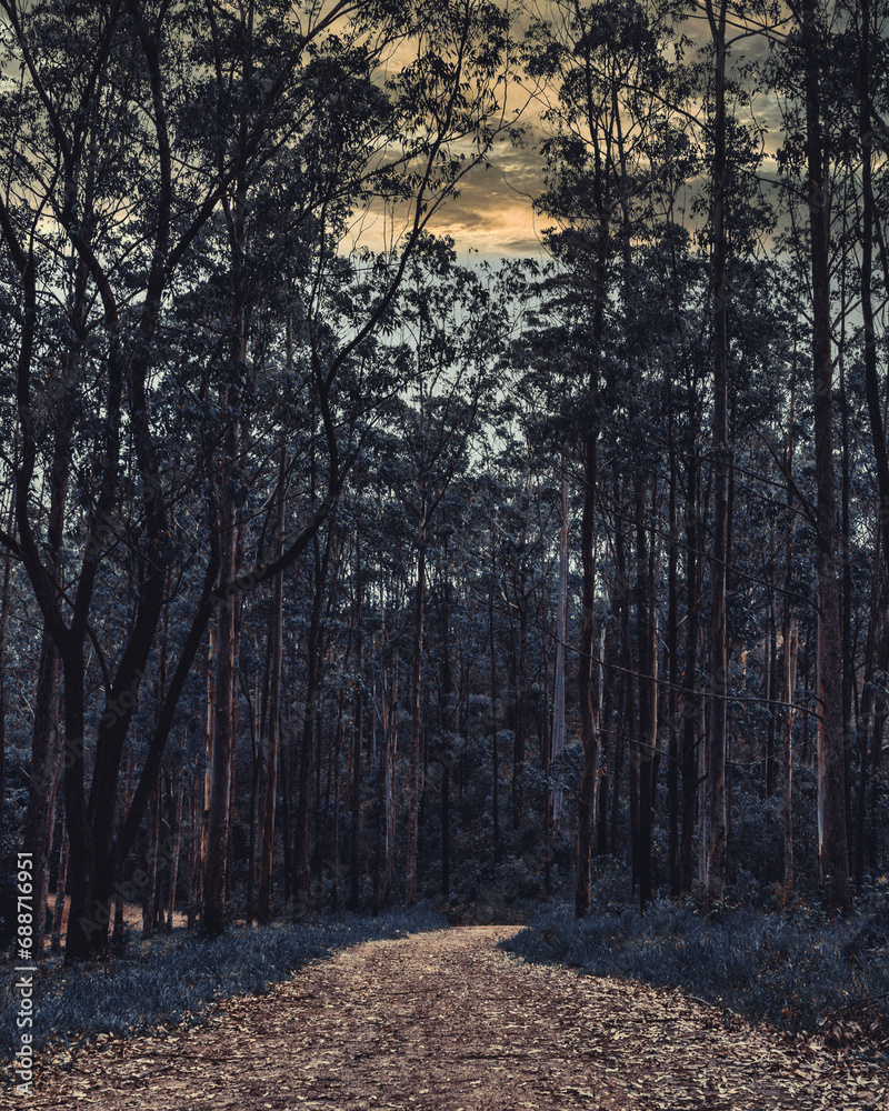 Fototapeta premium path in the forest