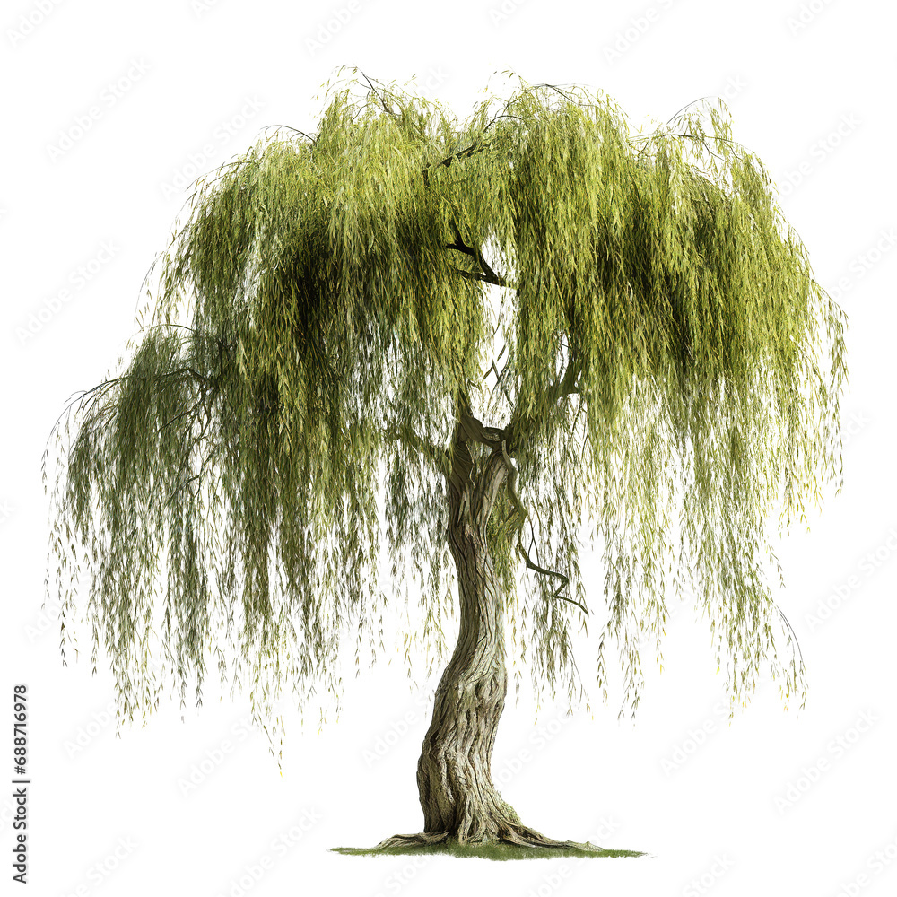 Willow Tree - obrazy, fototapety, plakaty 