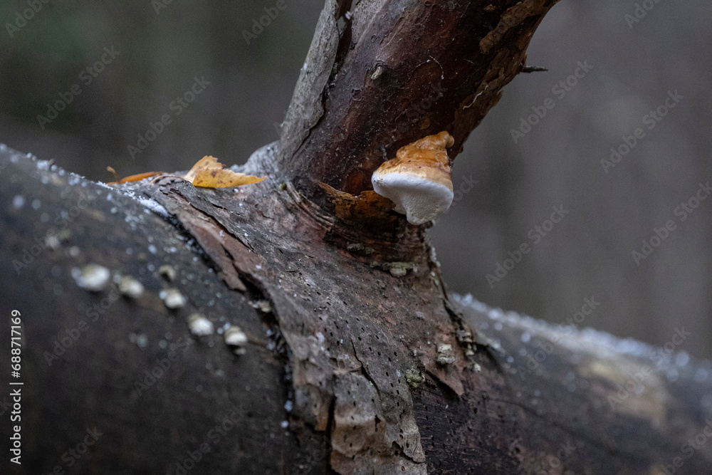 
mushroom tinder with the Latin name Fomitopsis pinicola - obrazy, fototapety, plakaty 