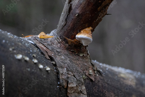 
mushroom tinder with the Latin name Fomitopsis pinicola