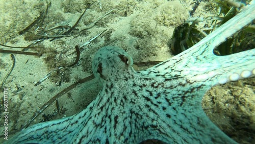 octopus coming out of a hole to the camera photo