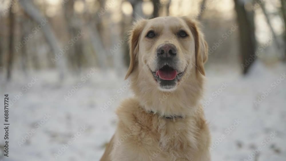 Close up of cute golden retriever dog sitting and breathing with his tongue out. Camera pans around him. Winter forest scene. Blurry snow and sunlight in the background. Close up of cute golden retriever dog sitting and breathing with his tongue out. Camera pans around him. Winter forest scene. Blurry snow and sunlight in the background.