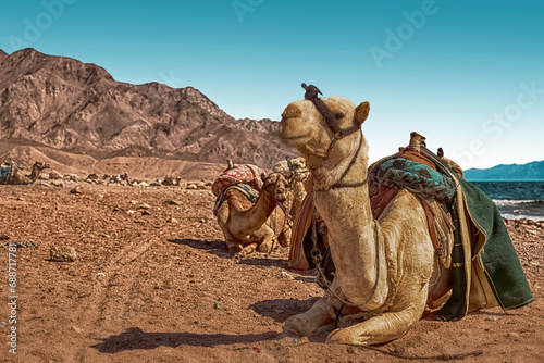 A caravan of camels rests in the desert against the backdrop of the red sea and high mountains. © Natallia