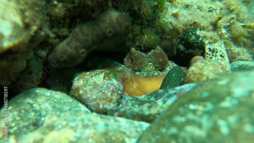 octopus coming out of a hole to the camera photo