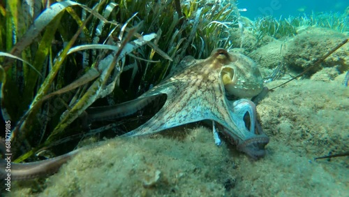 impressive wild octopus footage swimming between seaweed and changin color and shape photo