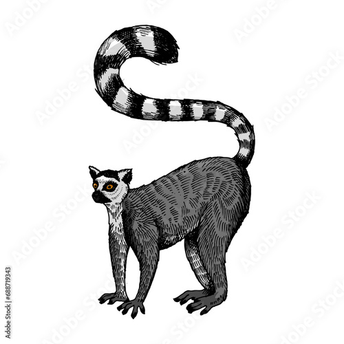 Ring tailed lemur engraving sketch hand drawn color vector illustration. Scratch board style imitation. Hand drawn image.