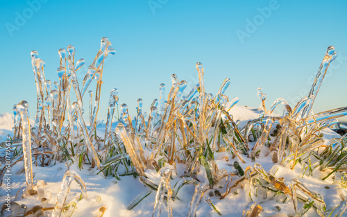 Grass blades frozen with frost formation photo