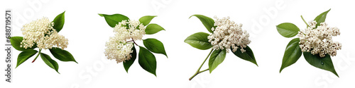 Elderberry flower clipart collection, vector, icons isolated on transparent background photo