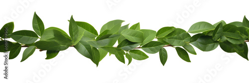 green leaves border isolated on transparent background - design element PNG cutout
