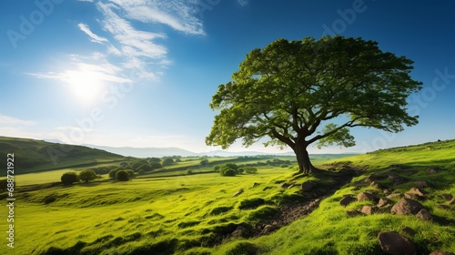 A stunning tree in the rural area