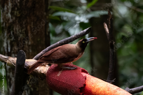 Female of Lesser Bird of Paradise or Paradisaea minor in West Papua, Indonesia