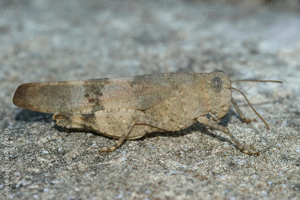 Closeup on a Mediterranean red-winged grasshopper, Oedipoda germanica sitting on stone Closeup on a Mediterranean red-winged grasshopper, Oedipoda germanica sitting on stone