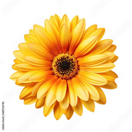 Yellow and orange daisy flower head isolated against a white background