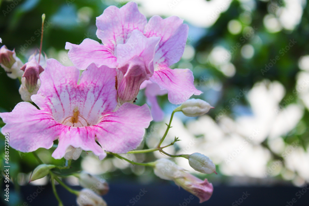 Fototapeta premium close up of pink flower