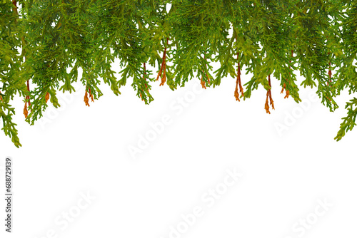Green Christmas tree branches border isolated on transparent background. Overlay decoration texture pine tree PNG photo