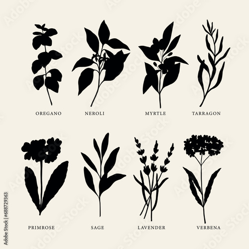 Flat vector essential oil plants