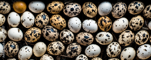 Quail eggs. A huge number of quail eggs for the background. Top view.