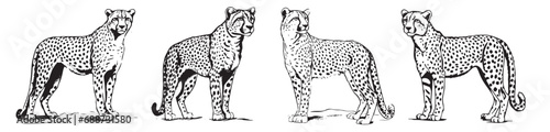 Set of cheetah silhouettes, simple vector graphics black and white patterns of predatory cats, whole silhouette of a predator on a white background