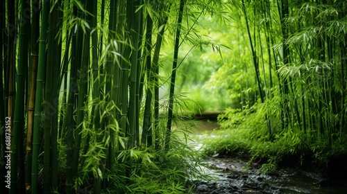 The outdoors offer a scenic view of bamboo in the natural countryside.