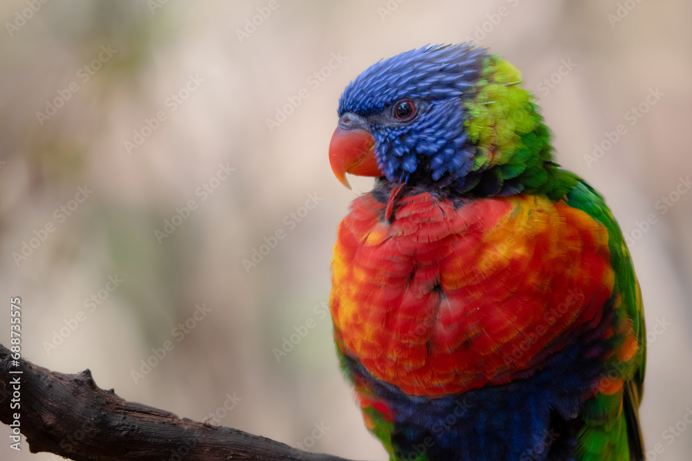 Rainbow lorikeet posed on branch Rainbow lorikeet posed on branch