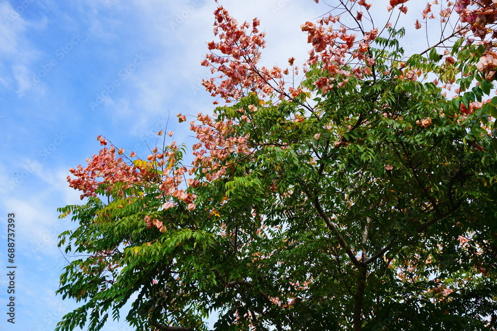 Koelreuteria paniculata tree and flower in Autumn. Common names include goldenrain tree, or varnish tree. The yellow flowers have turned into brownish colored seed pods. Koelreuteria paniculata tree and flower in Autumn. Common names include goldenrain tree, or varnish tree. The yellow flowers have turned into brownish colored seed pods.