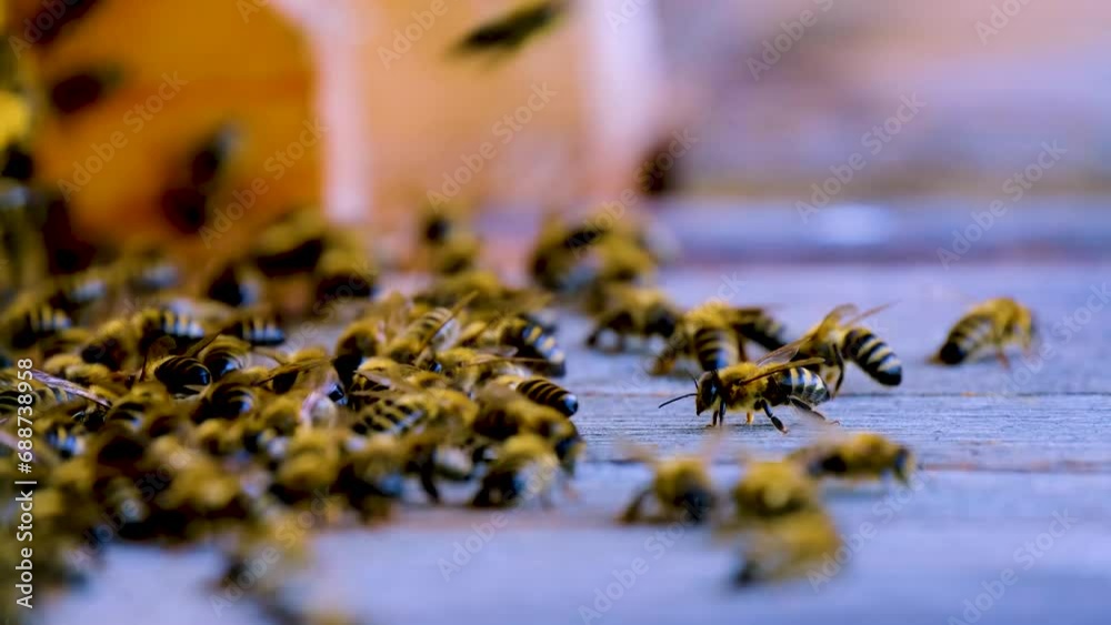 insects bees beehives