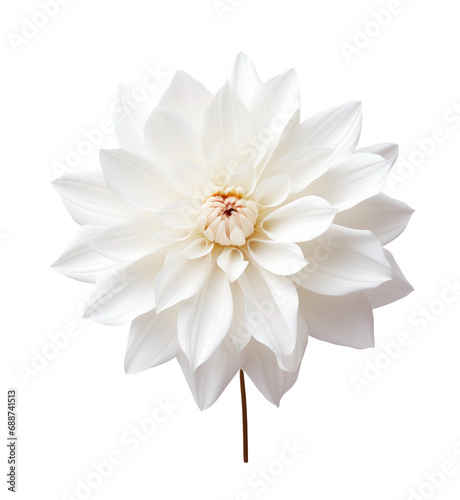White dahlia flower blossom isolated on transparent background
