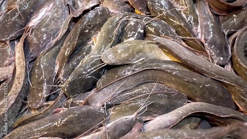 A lot of close up live catfish in a fish market look fresh and still alive, slimy and writhing. photo