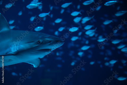 Whitetip shark in Georgia Aquarium