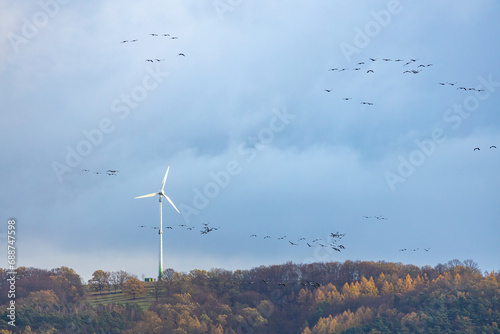 The crane migration in the fall time at the Rhäden wetlands at Obersuhl photo