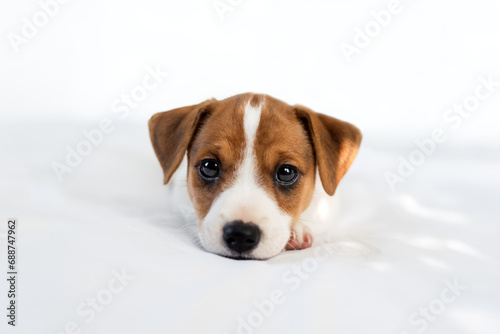 Two months old Jack Russel terrier puppy with cute eyes laying on the white bed © Ivan Kmit