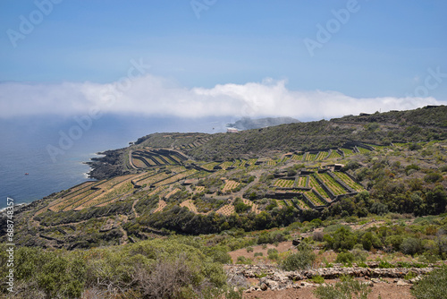 Panoramic view with Mediterranean vegetation and agricultural terraces in Pantelleria island, Italy photo