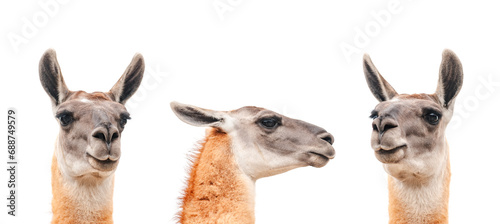 Set of three lamas head isolated on white. Lama portrait close up