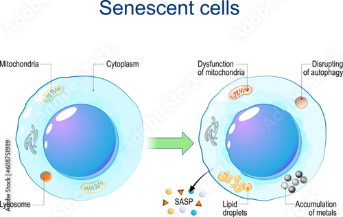 Senescent cells. Cellular senescence photo