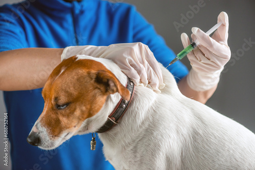 Jack Russell Terrier puppy injecting vaccine by vet doctor. Veterinary healthcare concept