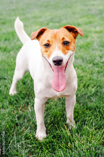 Funny young Jack Russel Terrier breed dog on green lawn with his tongue hanging out close up