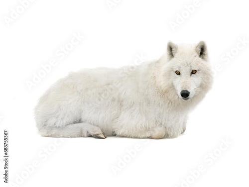 wolf in sheep's clothing isolated on white background