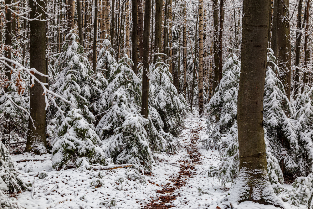 Fototapeta premium Snowy winter landscape in mountain forest. Winter in mountain