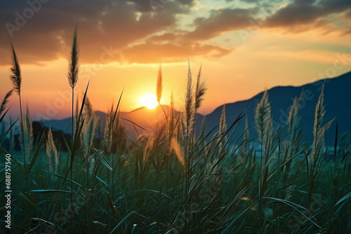 a grass growing under a clear blue sky with a sunset over the plains