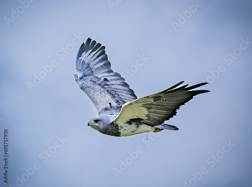 Black-chested Buzzard-eagle (Geranoaetus melanoleucus) iwith wings high tif photo