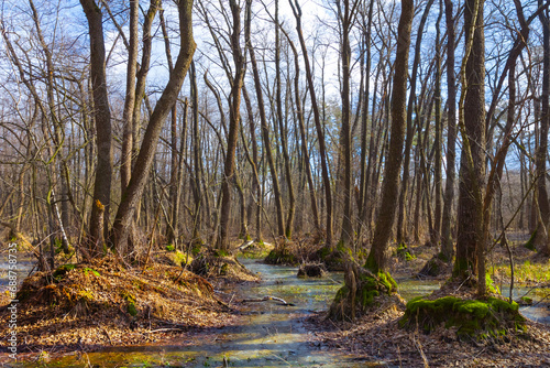 flooded forest at the bright spring day