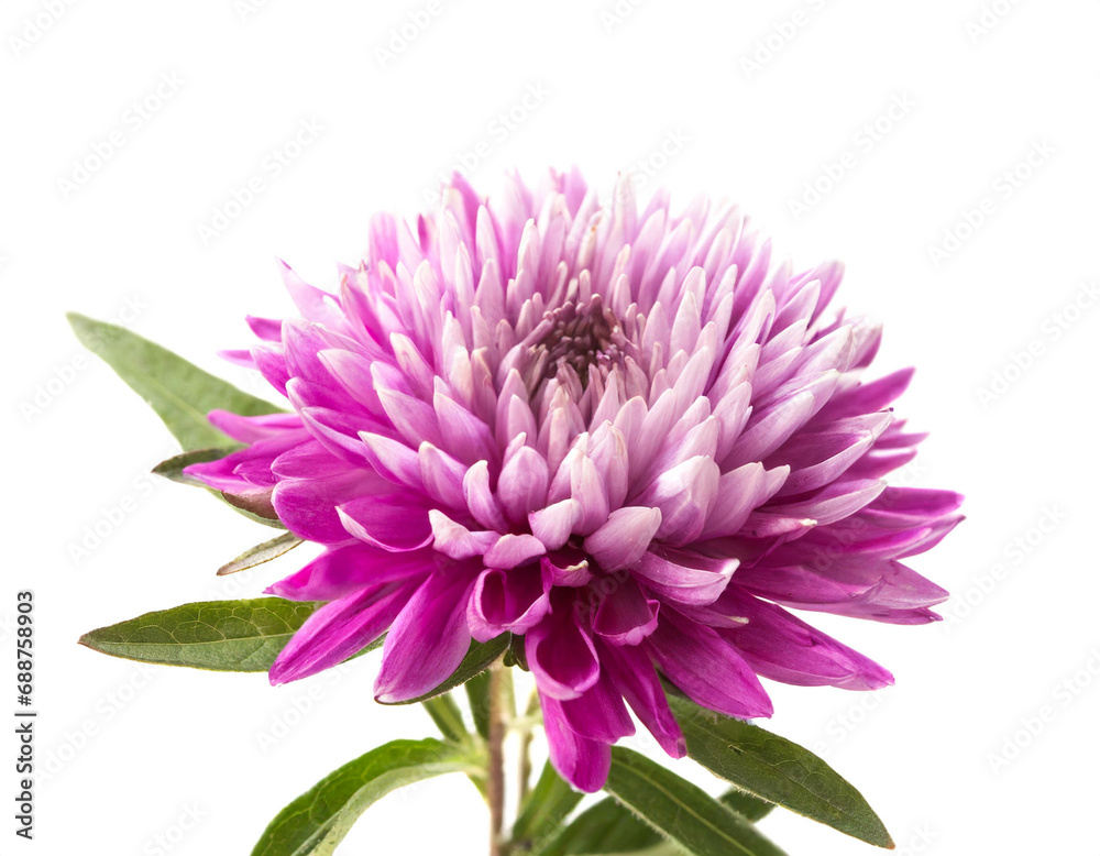 Aster isolated on white background, cutout 