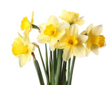 Daffodils isolated on white background, cutout 