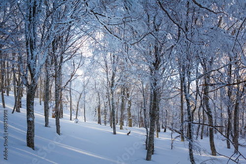 snowbound forest at the bright winter day