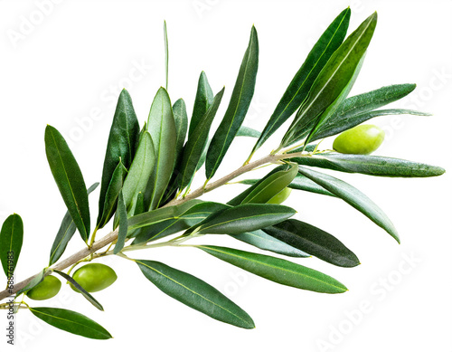 Olive branch isolated on white background, cutout 