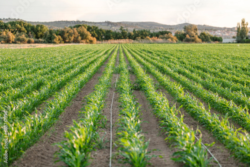 Young corn plants growing in neat rows on a farm photo