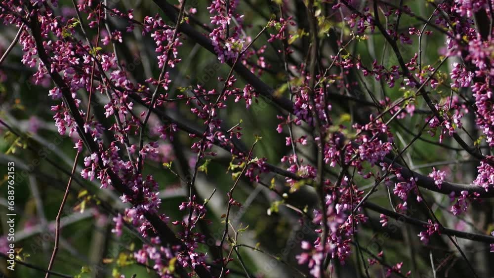 The video portrays the magnificent blossoming of the Judas tree (Cercis siliquastrum). Its branches adorned with clusters of vibrant pink or purple flowers. Legumes - Fabaceae.