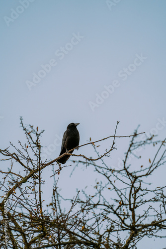 Crow perched in a tree at sunset in Seattle
